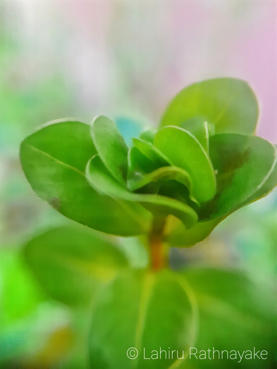Rotala indica (Willd.) Koehne